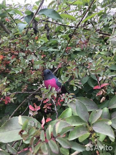 Малиновка птица