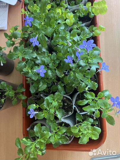 Лобелия вегетативная