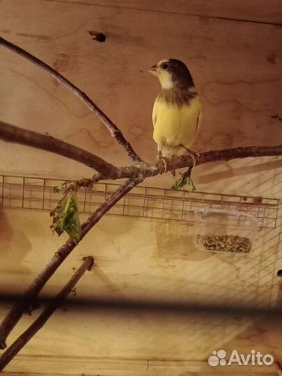 Продаются кенары