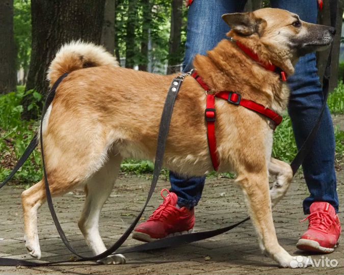 Рыжая собака Банджо ищет дом