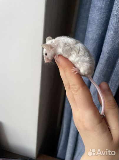 Декоративные кудрявые мыши Texel (Тексель)