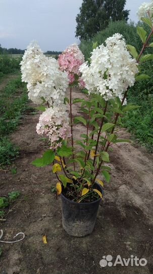 Саженцы плодовых деревьев сирень