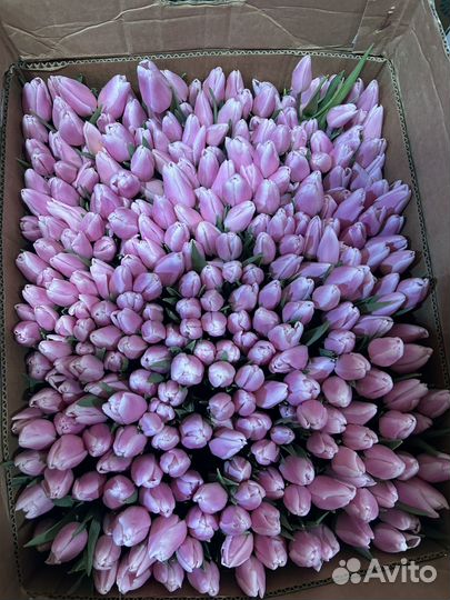 Луковицы тюльпанов