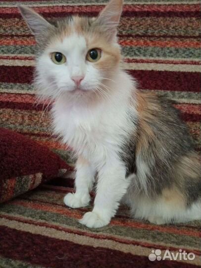 Кошка в дар бесплатно