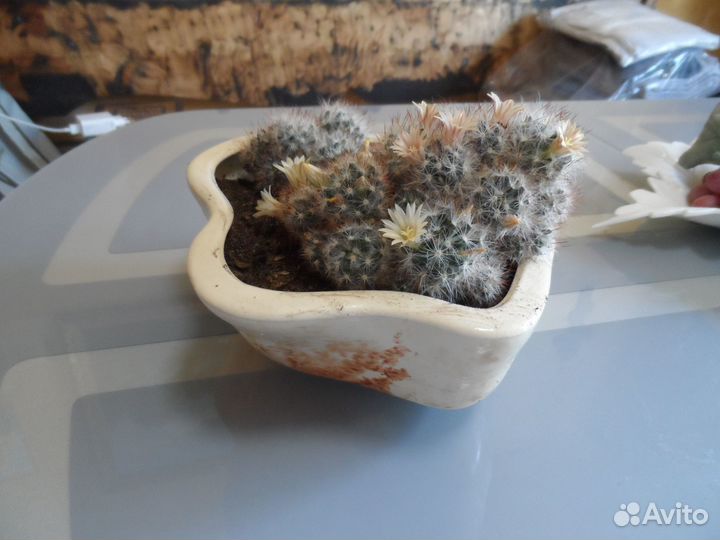 Комнатные растения цветы