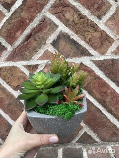 Исскуственное растение суккулент