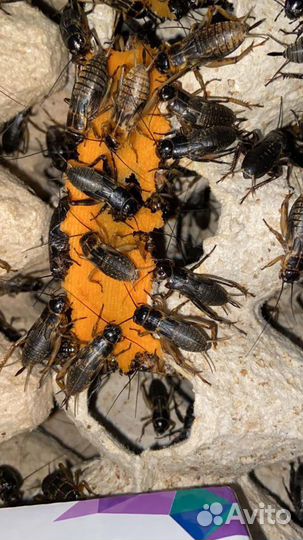 Насекомые: Сверчки, тараканы, зоофобас, табачный б