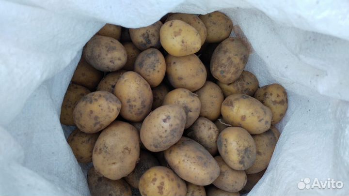Продам картофель