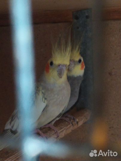 Попугаи корелла, какарики