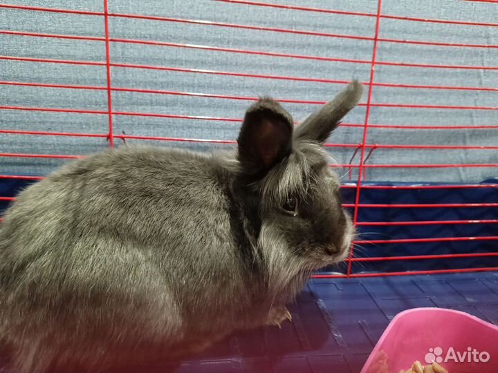 Декоративные кролики