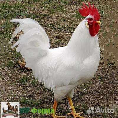 Куры и петухи