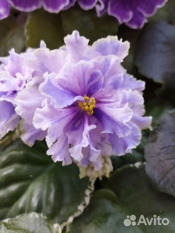 Фиалка сортовая