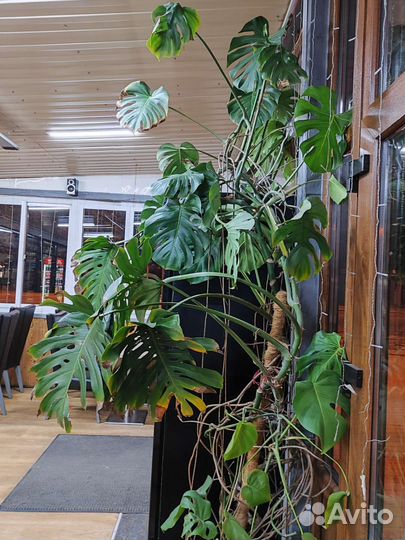 Офисные цветы