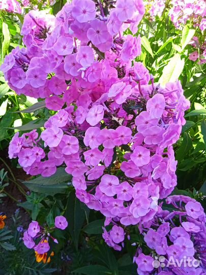 Флоксы сортовые многолетние цветы