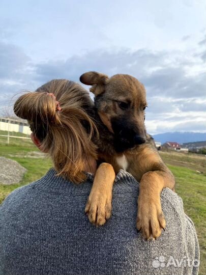 Щенок в добрые руки бесплатно