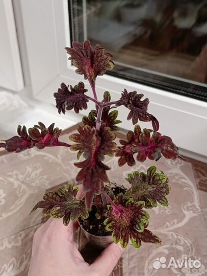 Колеусы вегетативные