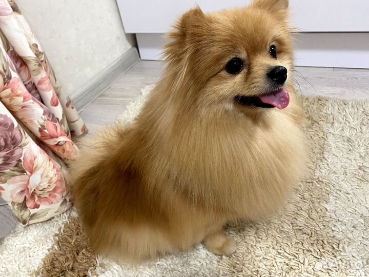 Груминг крупных пород собак и кошек