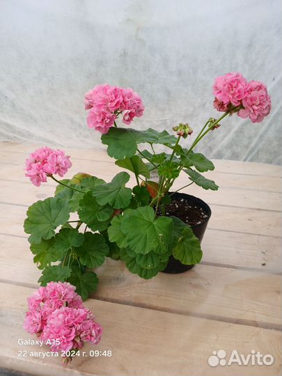 Комнатные цветы герань