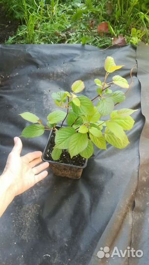 Актинидия коломикта