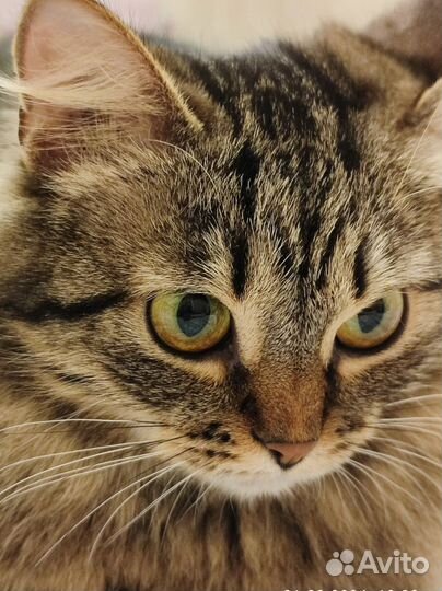 Пушистая кошечка