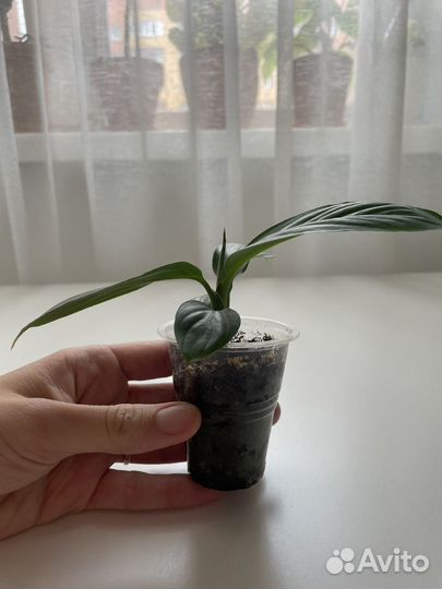 Спатифиллум сенсация