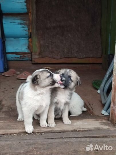 Щенки метисы в добрые руки