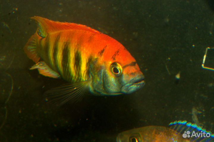 Малавийские цихлиды