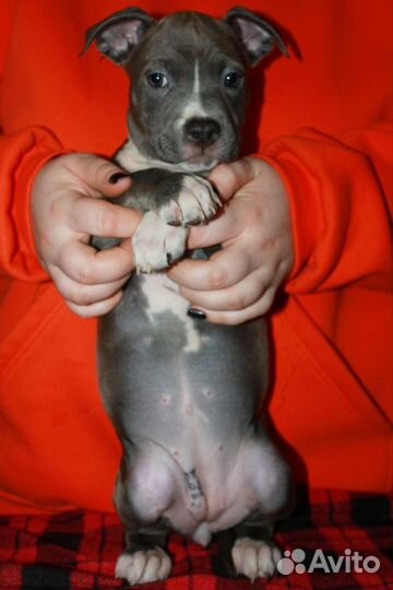 Щенки стаффордширского терьера