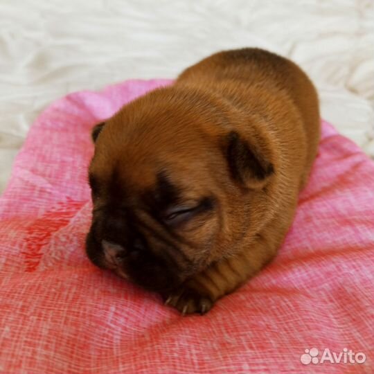 Щенки французского бульдога