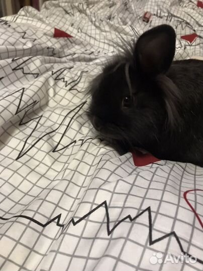 Декоративный кролик