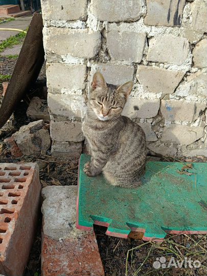Котёнок филя