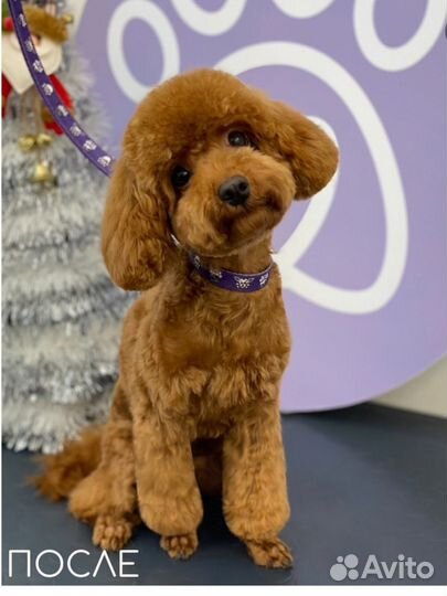 Стрижка собаки бесплатно