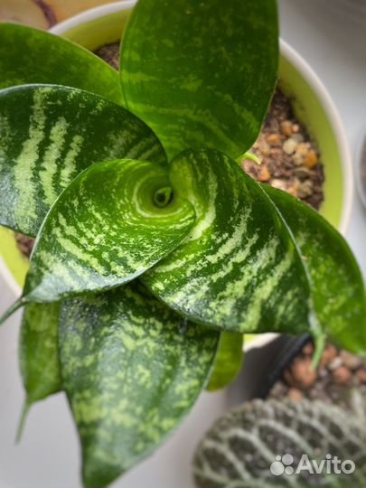 Сансевиерия мини