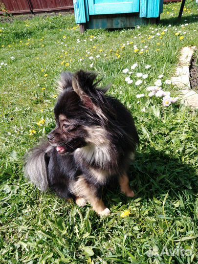 Кобель чихуахуа на вязку