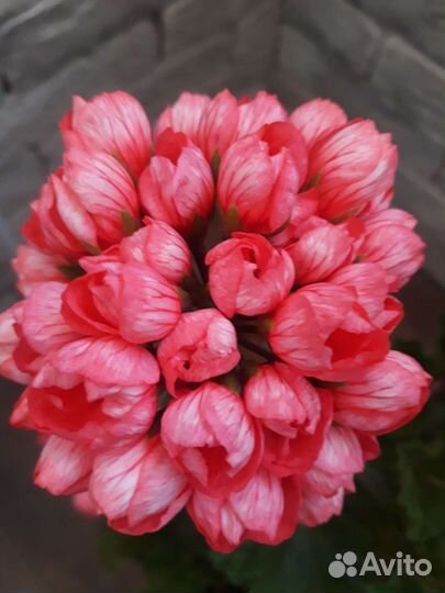 Пеларгония герань