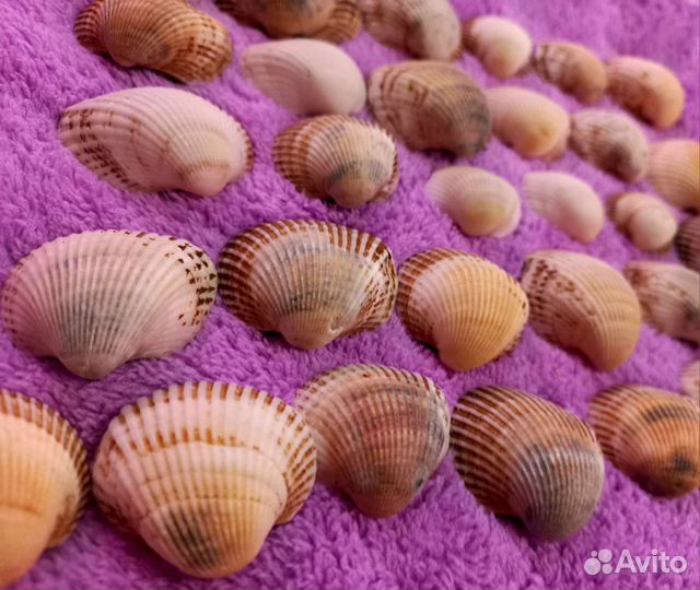 Черноморская ракушка скафарка набор