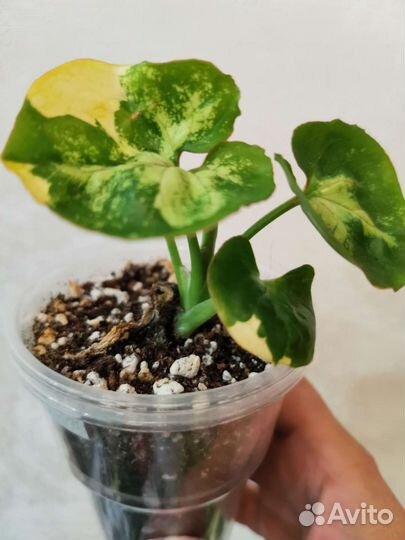 Сингониум орм тонг вариегатный