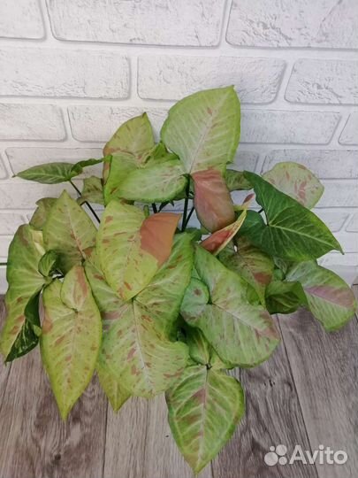 Сингониумы сортовые