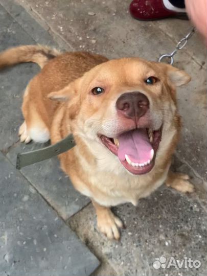 Собака Удача в добрые руки