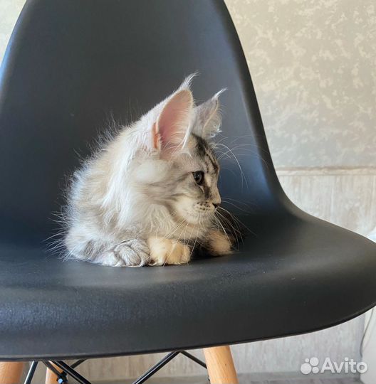 Мейн-кун котята