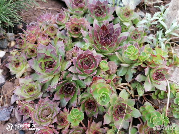 Садовые цветы многолетники. Много