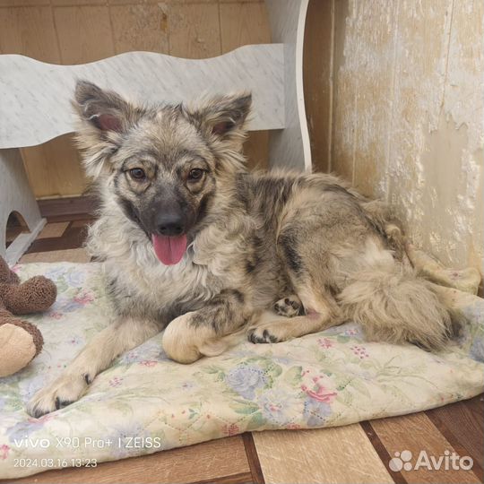 Собака в добрые руки