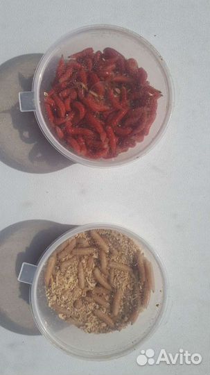 Опарыш, черви, дендра