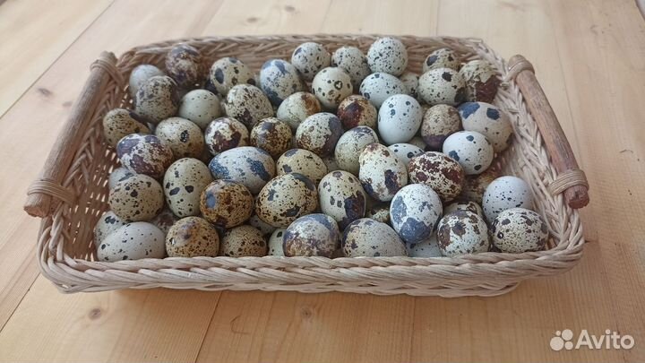Яйца перепелиные домашние