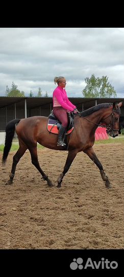 Берейтор-тренер-спортсмен-коновод-ветеринар