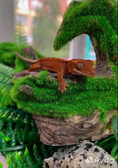 Геккон бананоед