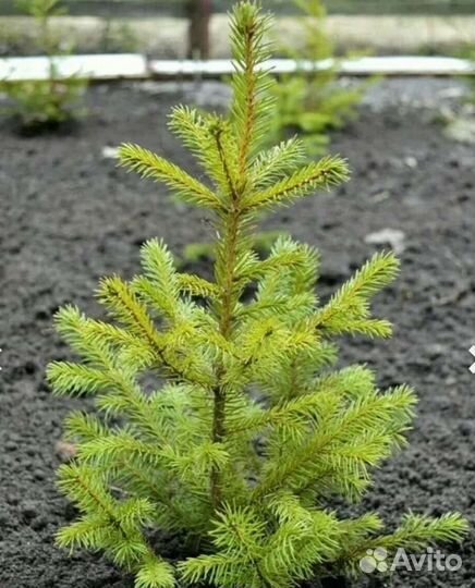 Питомник растений