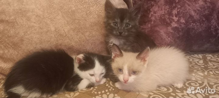 Котята в добрые руки, мальчики