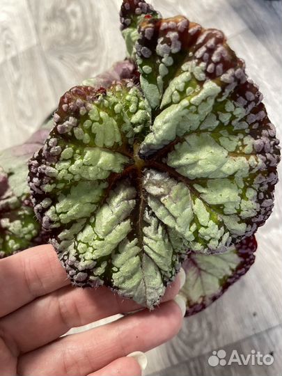 Сортовая Бегония декоративно лиственная