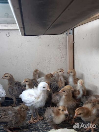 Цыплята от суточных до 4х мес.и куры несушки